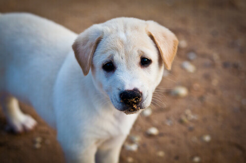 Bambino scambia i suoi regali di compleanno con cibo per animali