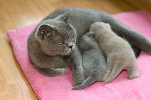 Le abitudini riproduttive dei gatti