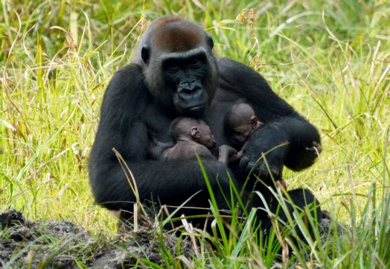 Nati due gemelli di gorilla in Africa centrale