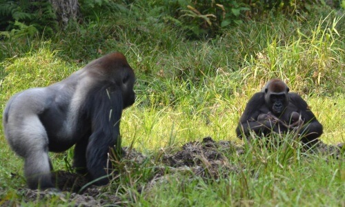 gorilla-gemelli