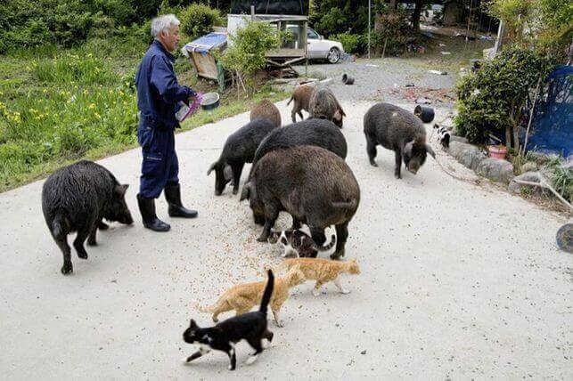 Il guardiano degli animali di Fukushima