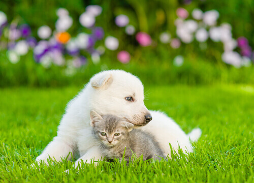 I cani amano i loro padroni più dei gatti?