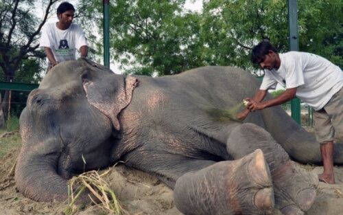 Liberate due elefantesse dopo aver passato 50 anni in catene