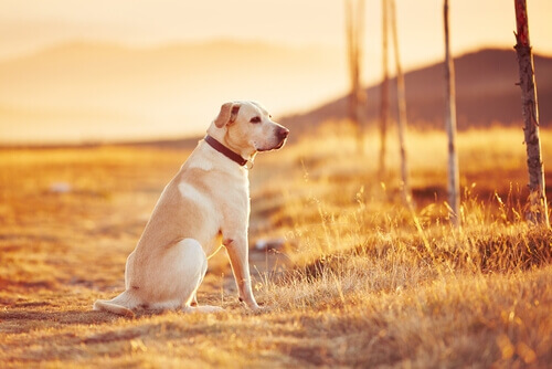 Spagna: multa fino a 30.000 euro per chi abbandona un cane