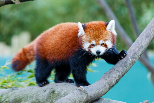 panda-rosso-su-albero