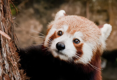 Conoscete il panda rosso?