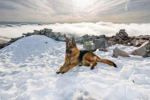 Pastore tedesco tratto in salvo dalle acque gelide di un fiume in Russia