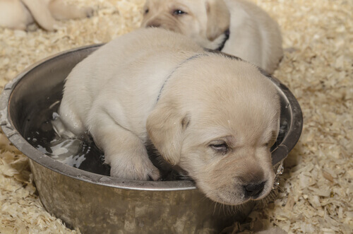 Salvati due cuccioli abbandonati nella spazzatura