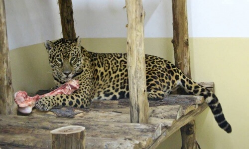 Un'incredibile storia d'amore che potrebbe salvare il giaguaro dall'estinzione