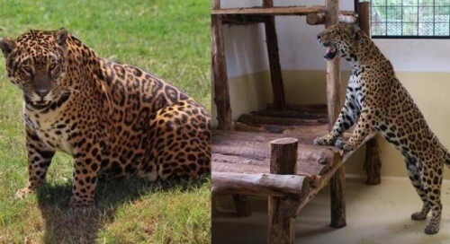giaguaro femmina