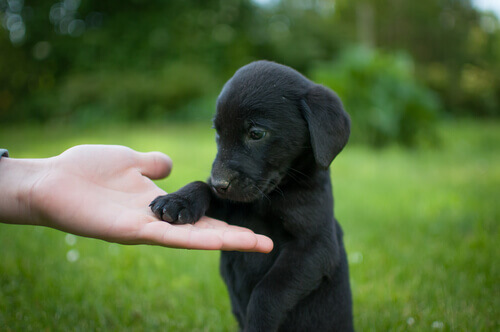 Sapete che cos'è il Black Dog Day?
