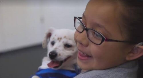 Cane che comprende il linguaggio dei segni