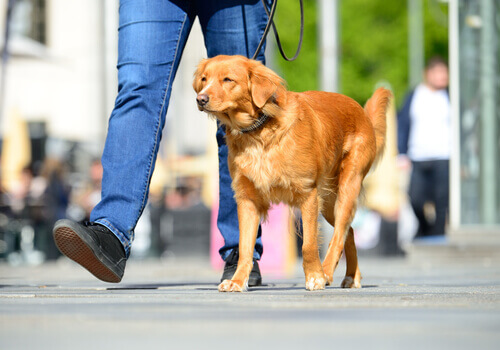 Scottature alle zampe del cane in estate: come evitarle?