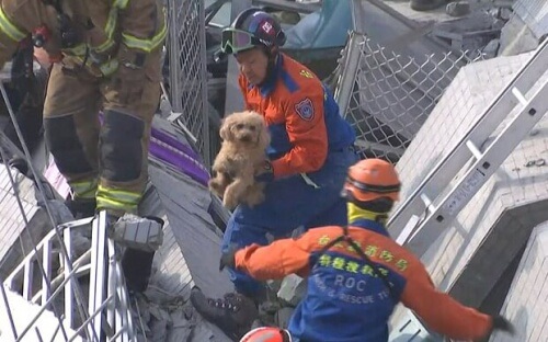 Terremoto a Taiwan: cane tratto in salvo dalle macerie