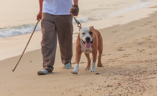 bull-dog-che-passeggia-in-spiaggia