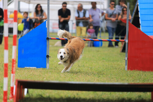 cane-agility