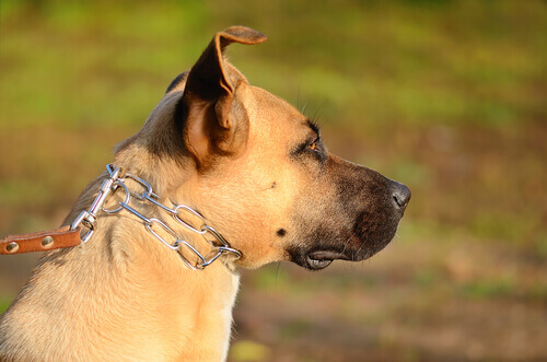 Cani alla catena: maltrattamento nascosto