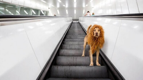 Il cane leone diventa famoso su internet