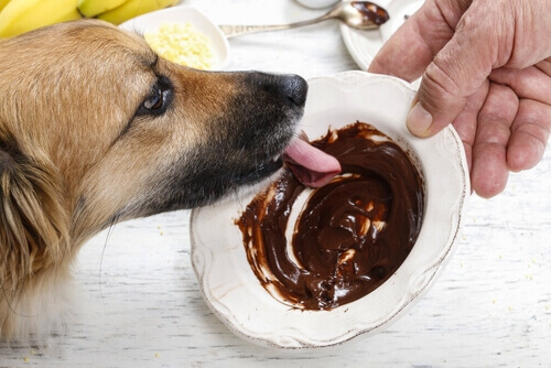 Cane che mangia cioccolato