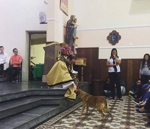 Un cane randagio entra in chiesa e riceve la benedizione del prete
