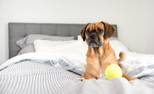 5 cose da sapere prima di far dormire il cane nel vostro letto