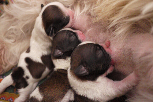 cuccioli-allattati