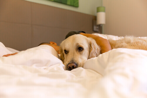 dormire-nel-letto-con-il-cane