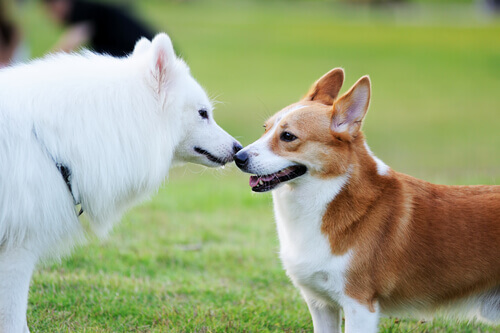 Come far nascere un'amicizia fra due cani