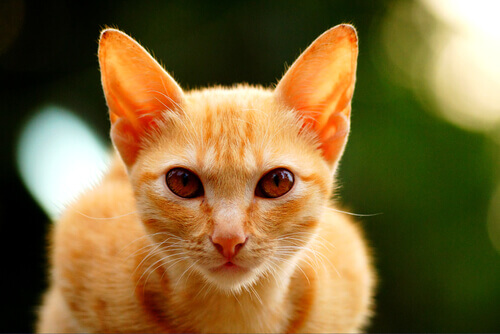 caratteristiche gatti arancioni