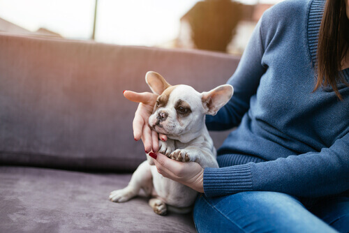 Sapevate che il cane migliora la salute dei suoi padroni?
