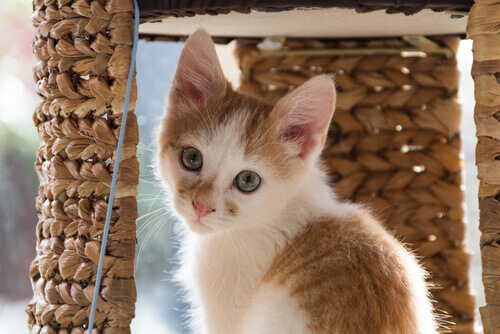 Tutti gli animali provano sentimenti
