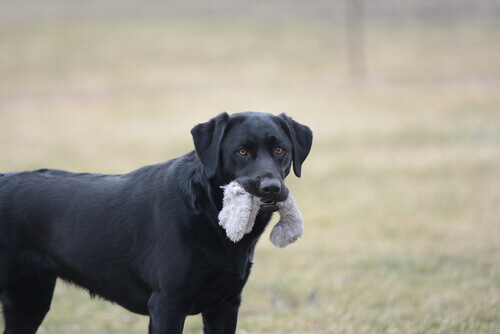 7 oggetti non adatti agli animali domestici