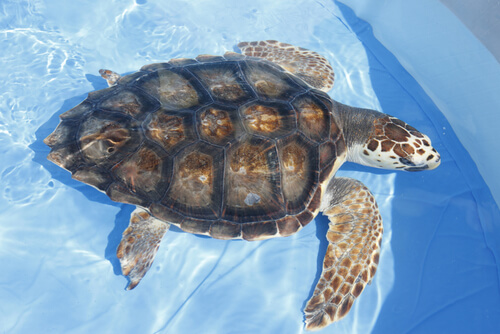 Tartaruga marina in acqua