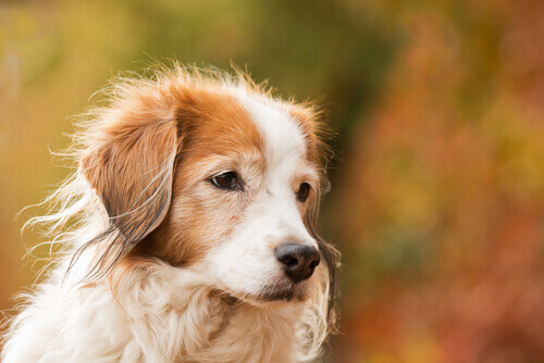 Impotenza appresa, cos'è e come affrontarla
