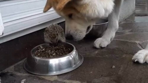 La storia del riccio che tiene testa a un cane
