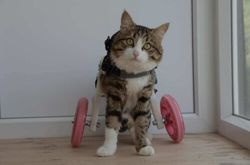 Rexie, il gattino con la sedia a rotelle