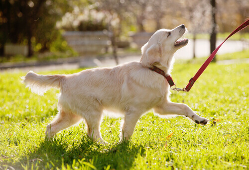 Come capire se il vostro cane ha bisogno di calcio