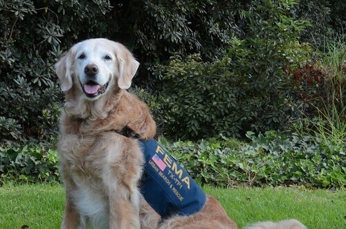 Addio all'ultimo cane da salvataggio dell'11 settembre