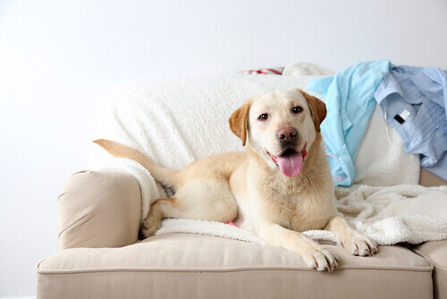 È giusto far salire il cane sul divano?