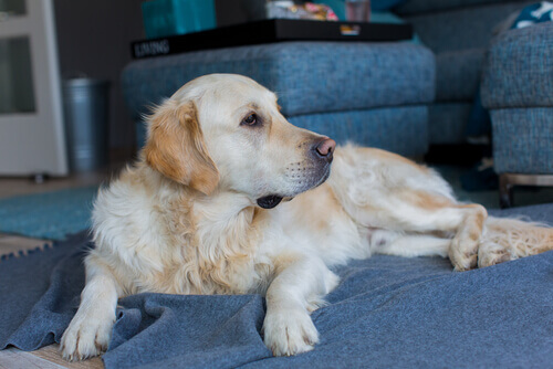 L'accoppiamento nei cani