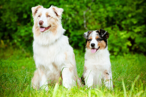 L'Alzheimer nei cani: quali sono i sintomi?