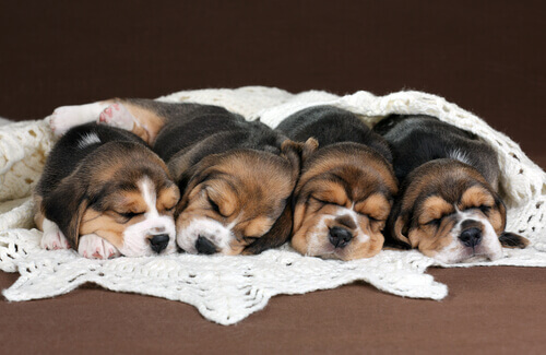 Cuccioli di Beagle dormono