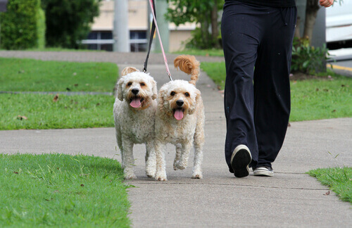 cuccioli-di-cani-a-passeggio