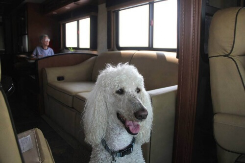 Norma, la vecchietta che girava gli Stati Uniti con il suo cane