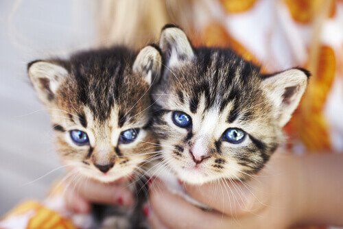 gattini-occhi-azzurri