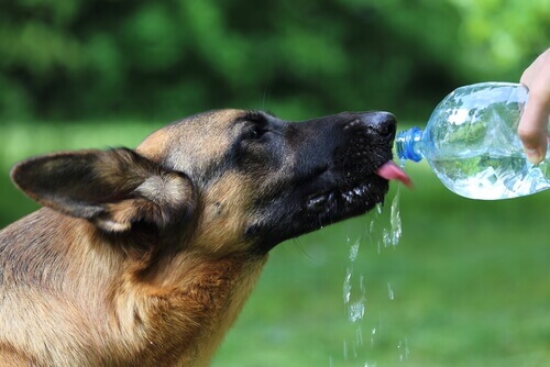 Cane beve acqua dalla bottiglia