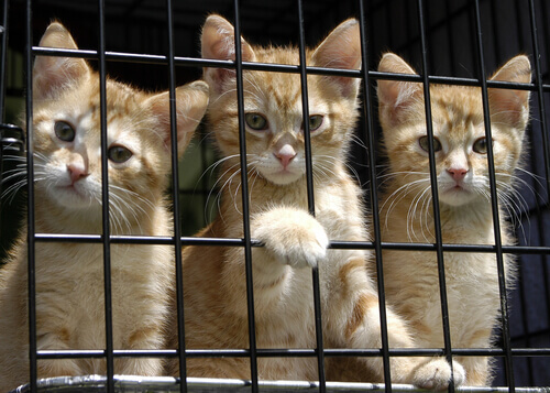 Regali solidali che cambiano la vita dei gatti abbandonati