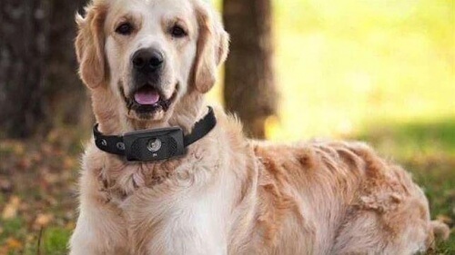 Il nuovo smartphone per cani