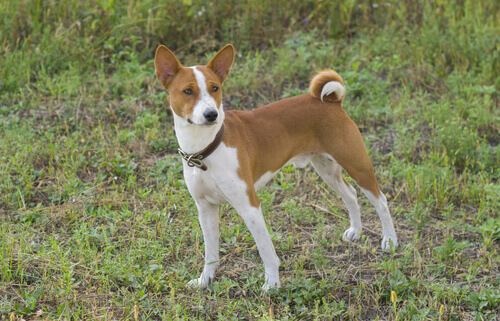 Conosciamo il Basenji, il cane che non abbaia