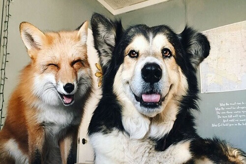 Juniper e Moose, la volpe e il cane che sono diventati amici